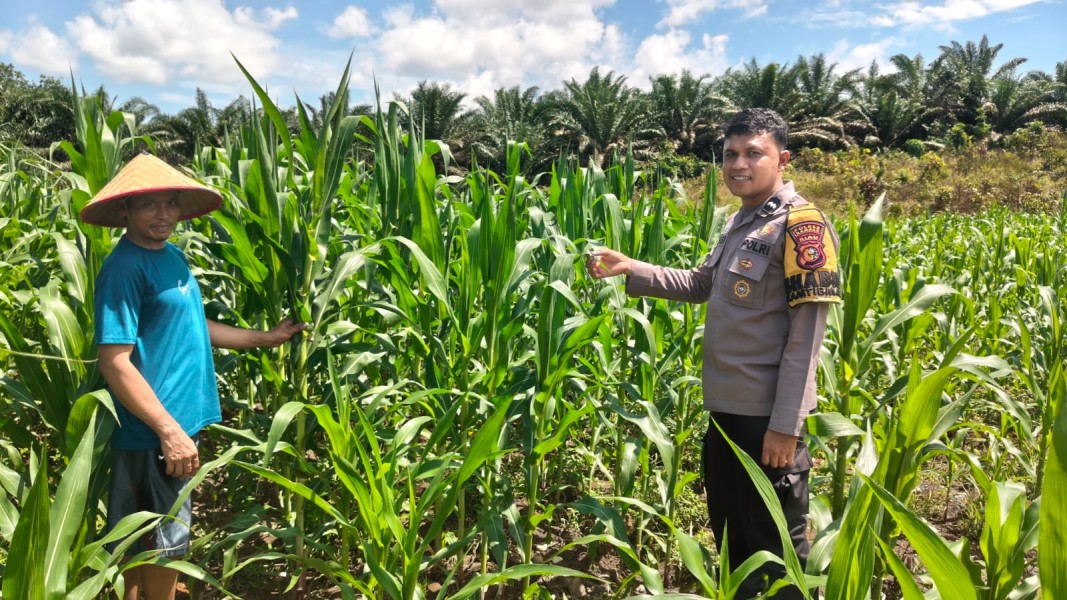 Cek Perkembangan dan Pemelihara Tanaman Jagung Desa Siabu Polsek Bangkinang Barat Wujudkan Program Asta Cita