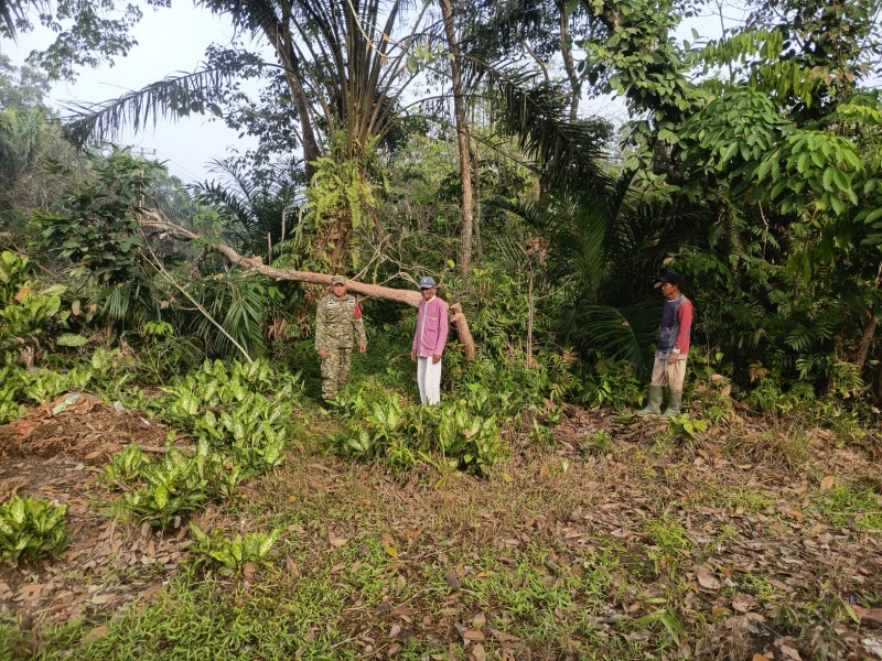 Babinsa Serda Haris Sandya Pratama Laksanakan Patroli Karhutla di Kampung Muara Kelantan