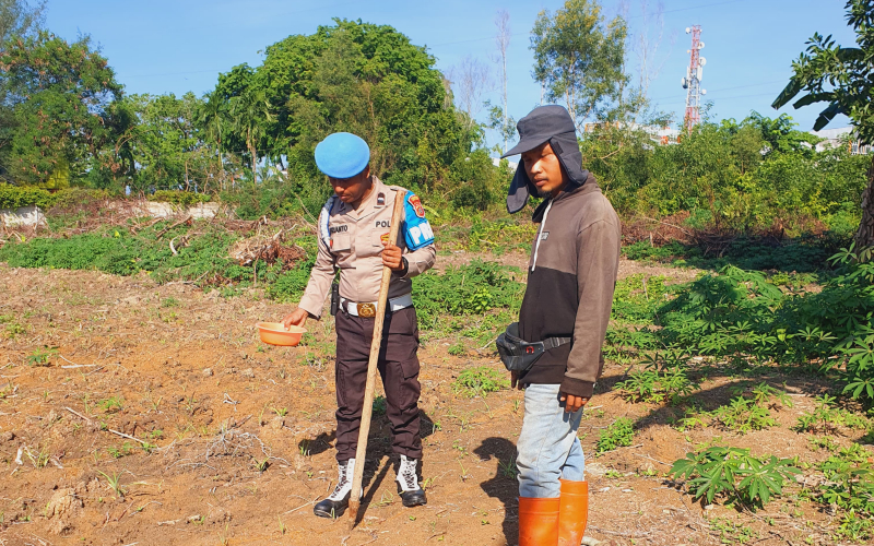 AKP Hardianto Pimpin Pengecekan Tanaman Jagung di Lahan Ketahanan Pangan Seluas 1,1 Hektare