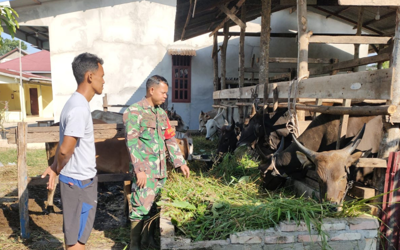 Wujud Kepedulian TNI, Babinsa Jaya Mukti Lakukan Sosialisasi dan Pemeriksaan PMK di Kandang Sapi Warga