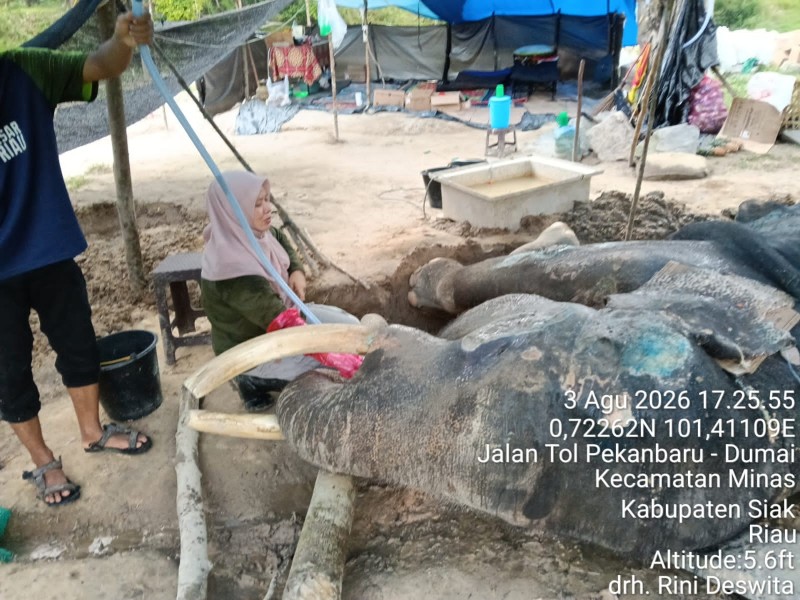 Kabar Duka dari PLG Minas: Gajah Binaan 