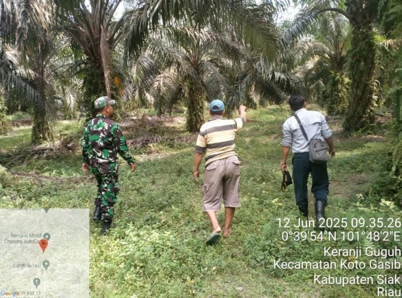 Babinsa Koramil 04/Perawang Laksanakan Patroli Karhutla, Tidak Ditemukan Titik Api