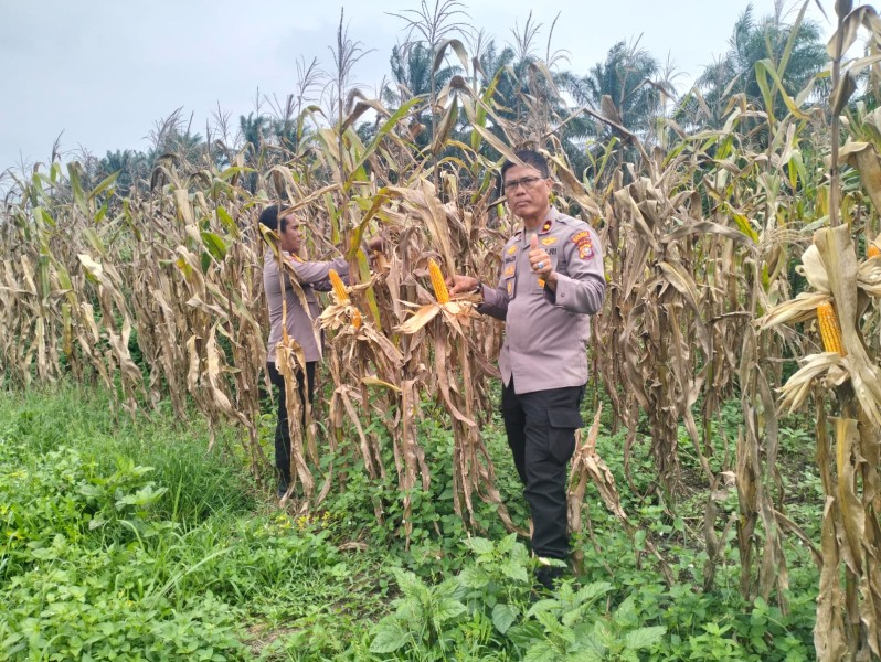 Jagung Pipil Kuartal I KUD Sialang Makmur Siap Panen 23 Juli, Polsek Pkl Kuras Kawal Ketahanan Pangan Desa Sialang Indah