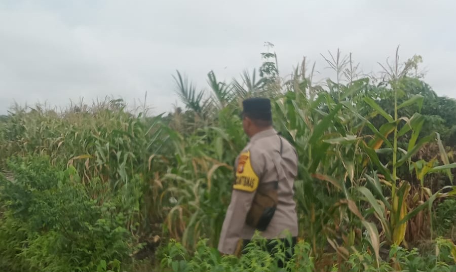 Polsek Minas Cek Perkembangan Jagung Pipil Usia 78 Hari di Mandiangin, Tinggi Tanaman Capai 145 Sentimeter
