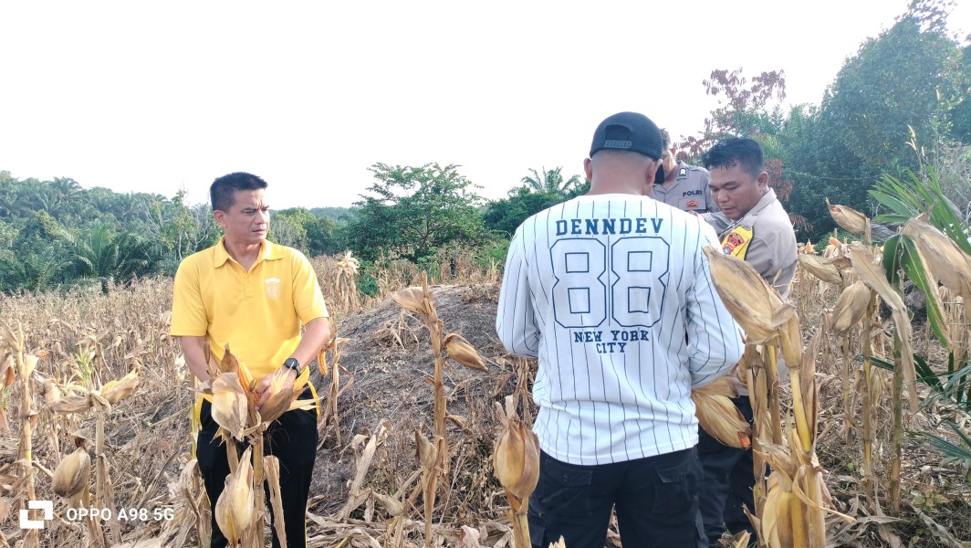Dukung Ketahanan Pangan, Kapolsek Minas Monitoring Jagung Pipil Kelompok Tani Dahlia Putih, Siap Panen Awal Juni