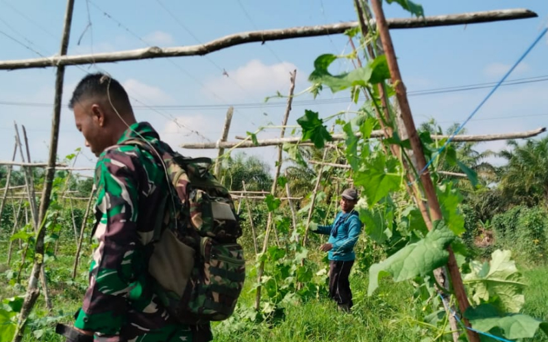 Dukung Ketahanan Pangan, Babinsa Tanjung Penyembal Turun Langsung Dampingi Petani Pare