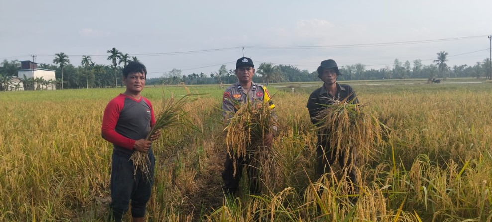 Dukung Ketahanan Pangan Nasional, Bhabinkantibmas Polsek Reteh Hadiri Panen Padi di Desa Pulau Kecil