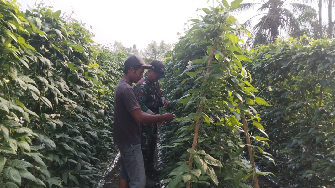 Perkuat Ketahanan Pangan, Babinsa Koramil 02/Bukit Kapur Cek Tanaman Kacang Panjang Warga