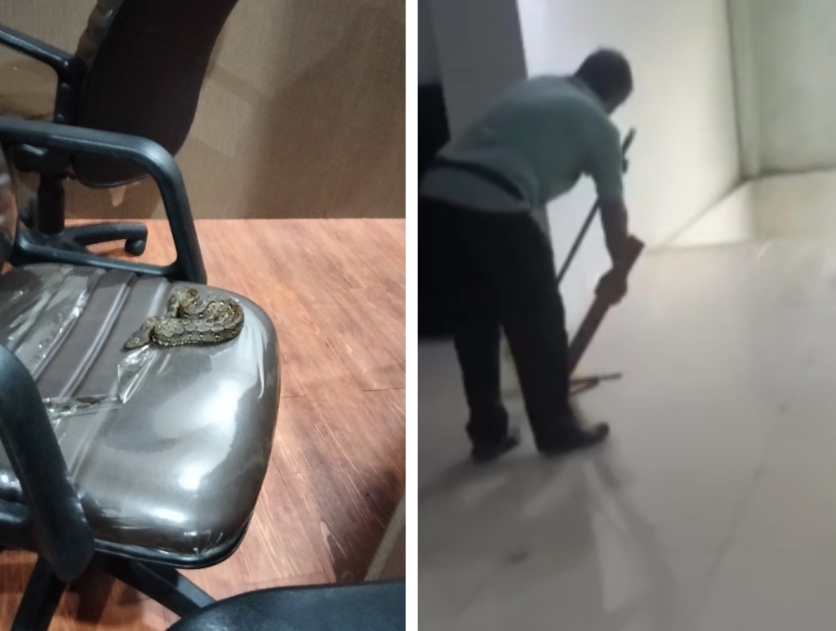 Gawat! Ular Sanca Tidur Nyenyak di Kursi Badan Kehormatan DPRD Pekanbaru, Diduga Ada yang Masukan