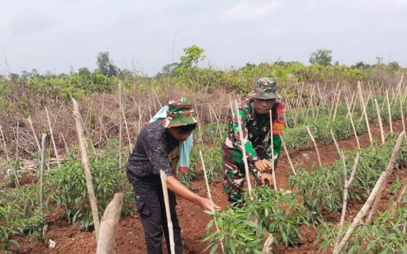 Wujud Sinergi, Serda Erwan Bantu Petani Cabai di Sungai Sembilan