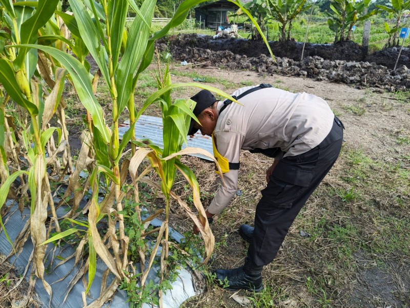 Polsek Merbau Aktif Dampingi Petani Jagung untuk Ketahanan Pangan Berkelanjutan