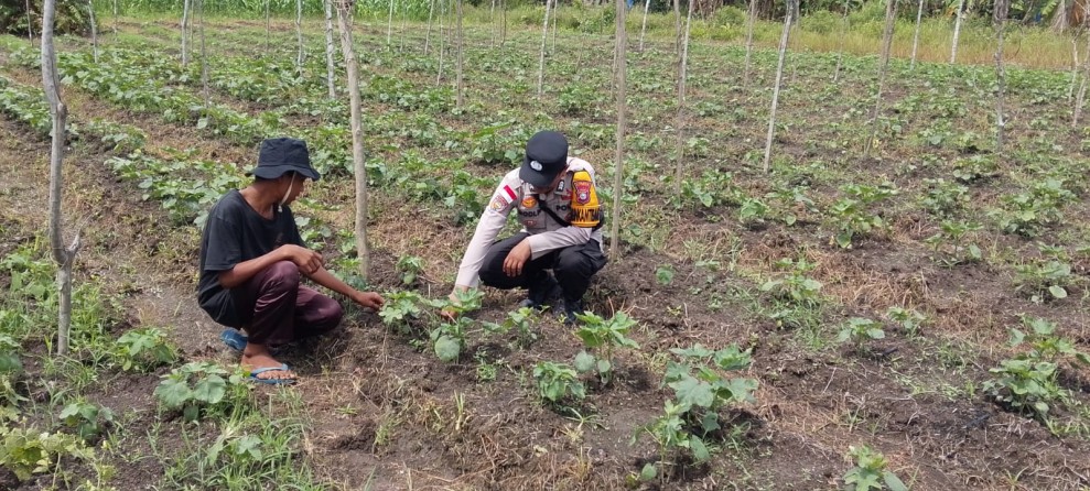 POLSEK TEBING TINGGI BARAT LAKUKAN PEMBINAAN KEPADA PETANI KACANG OKRA