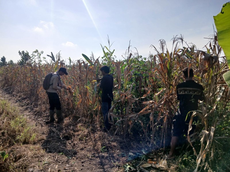 Dukung Swasembada Pangan, Bhabinkamtibmas Polsek Tembilahan Dampingi Panen Jagung Warga