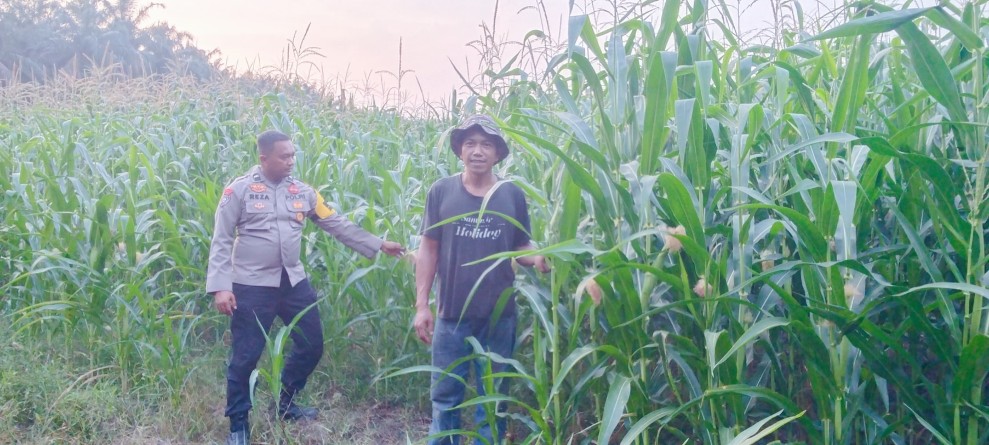 Dukung Ketahanan Pangan Nasional, Bhabinkamtibmas Polsek Minas Pantau Pertumbuhan Jagung Pipil di Usia 59 Hari