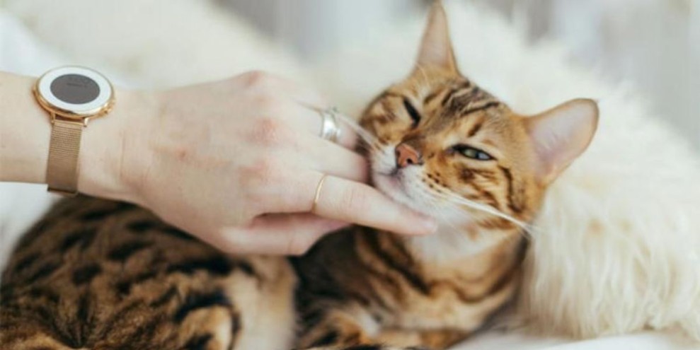 Kenapa Kucing Mendekati Kita Menurut Islam? Memiliki Makna yang Baik