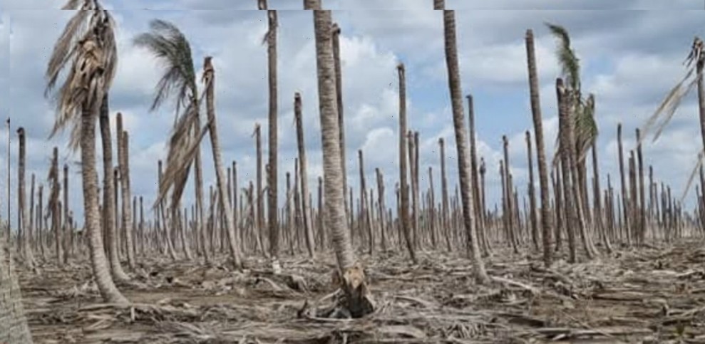 Krisis Iklim dan Banjir Berulang Mengancam Ekonomi Rakyat Inhil dan Peremajaan Kelapa