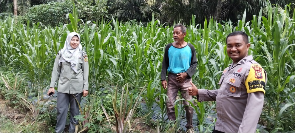 Polisi Pantau Perkembangan Jagung Pipil Usia 47 Hari di Minas Timur, Tumbuh Subur