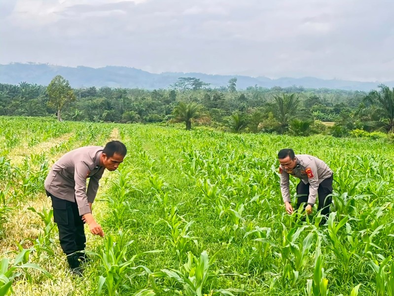 Dukung Program Presiden RI, Polres Rohul Cek Perkembangan Jagung di Lahan Ketahanan Pangan Seluas 6 Hektare