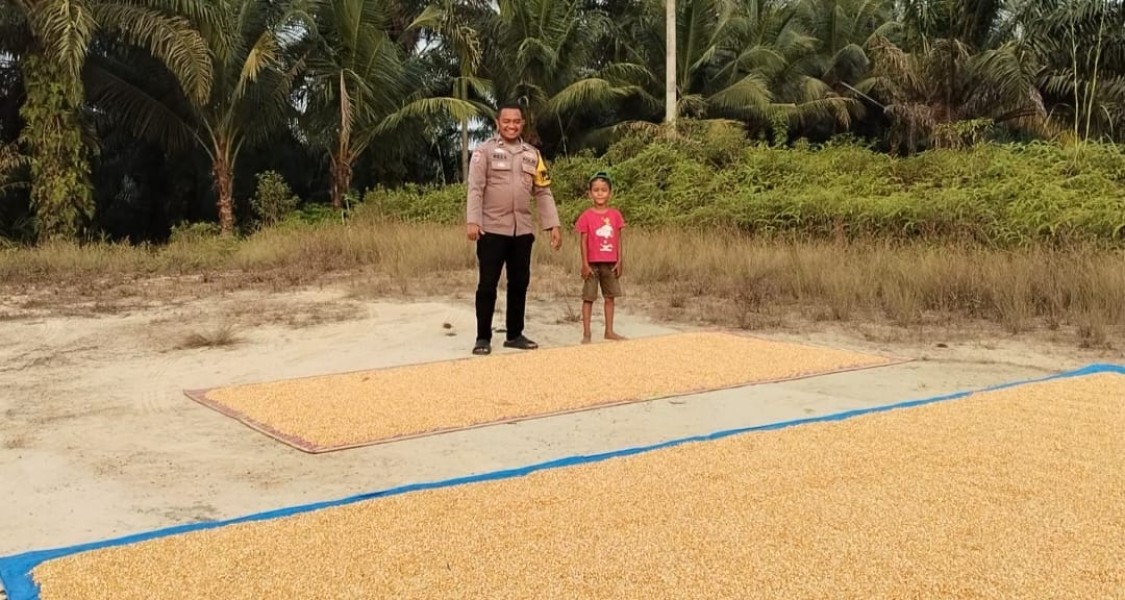 Bhabinkamtibmas Minas Timur Dampingi Penjemuran Jagung Hasil Panen Warga, Dukung Program Ketahanan Pangan Nasional