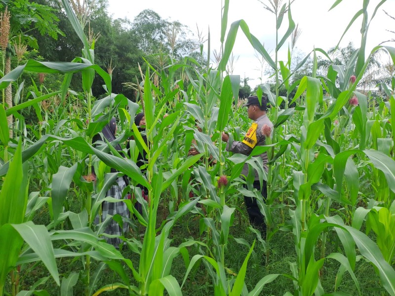 Personel Bhabinkamtibmas Polsek Bangkinang Barat Terus Monitoring Perawatan Tanaman Jagung Wujud Swasembada Pangan Nasional