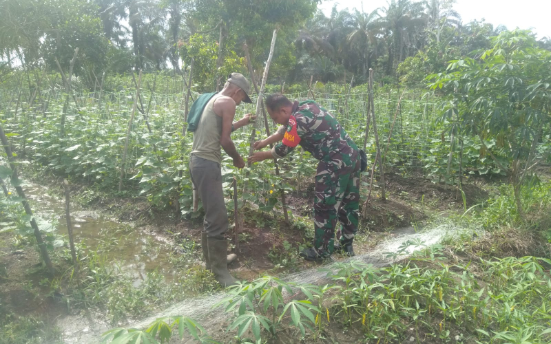 Babinsa Koramil 02/Bukit Kapur Dampingi Petani Timun, Dukung Swasembada Pangan di Dumai