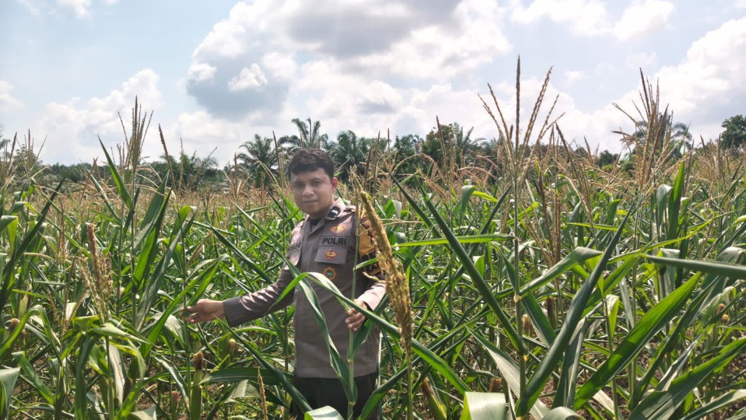 Personel Polsek Bangkinang Barat Aktif Mendampingi Petani Rawat Pertumbuhan Jagung Desa Siabu Wujud Swasembada Pangan