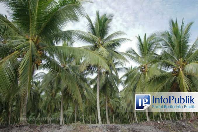 Pemprov Riau Percepat Peremajaan Kelapa, 2.143 Hektare Sudah Ditanami