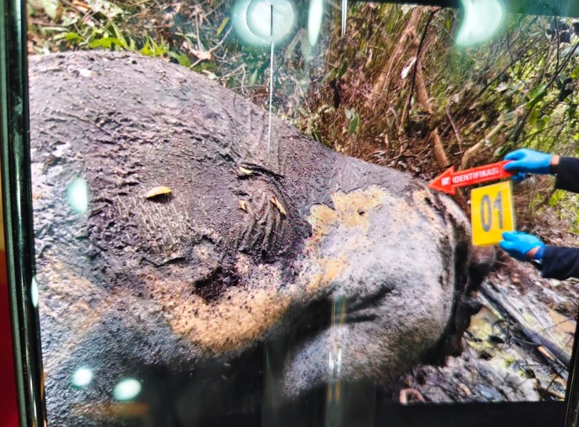 Gajah Ditemukan Mati di Konsesi PT RAPP Ukui