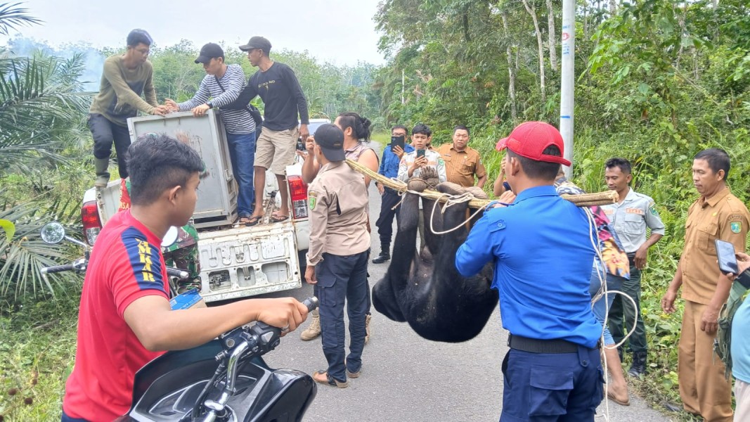 Polisi Inhu  Ini Terluka Demi Selamatkan Warga Saat Evakuasi Beruang
