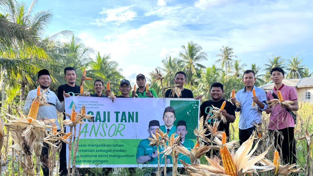 Wujudkan Kemandirian Pangan, GP Ansor Kepulauan Meranti Sukses Gelar Panen Jagung