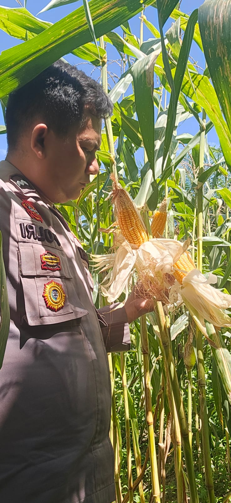 Dukung Ketahanan Pangan, Polsek Minas Turun Langsung Dampingi Perawatan Lahan Jagung