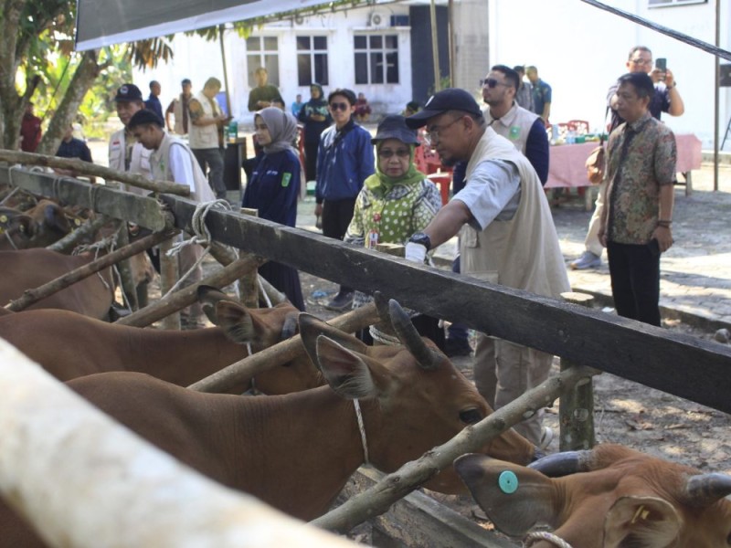 Percepat Pengendalian PMK, Provinsi Riau Terima 20 Ribu Dosis Vaksin dari Pemerintah Pusat