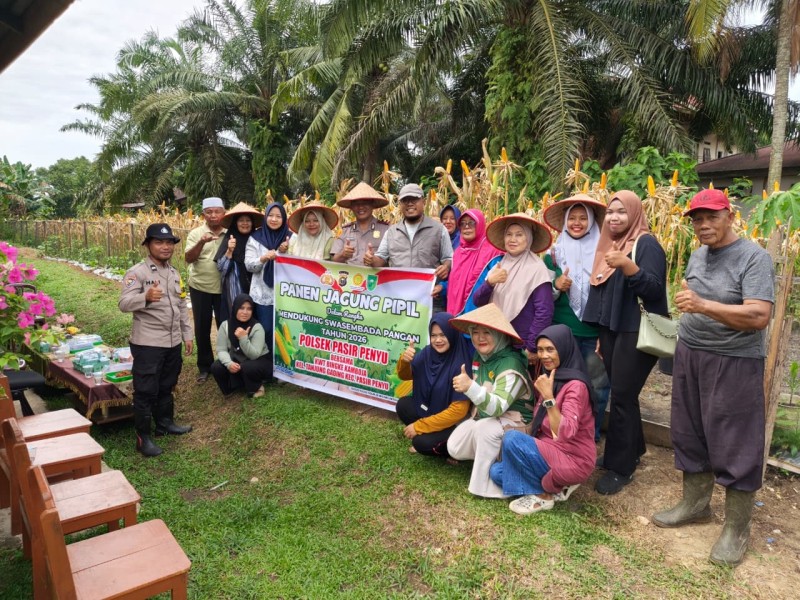 Panen Raya Jagung di Tanjung Gading, Wujud Nyata Dukungan Ketahanan Pangan di Kecamatan Pasir Penyu