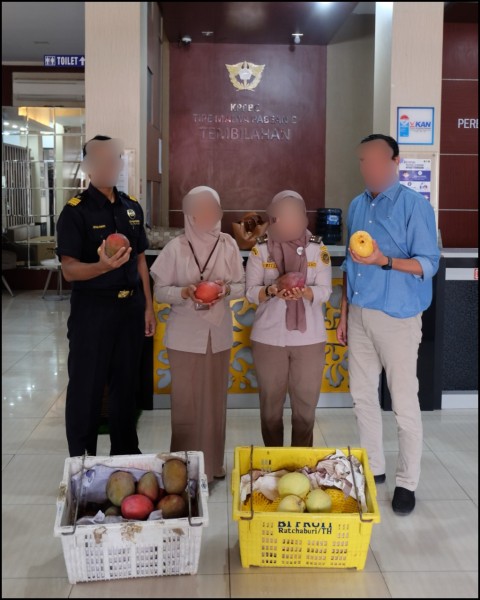 Bea Cukai Tembilahan Gagalkan Penyelundupan Buah Mangga Ilegal