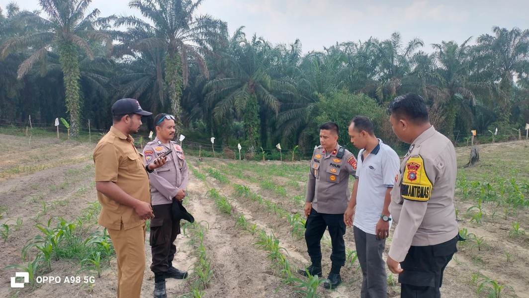 Kapolsek Minas Cek Perkembangan Jagung Ketahanan Pangan, Tanaman Mulai Terserang Ulat Daun
