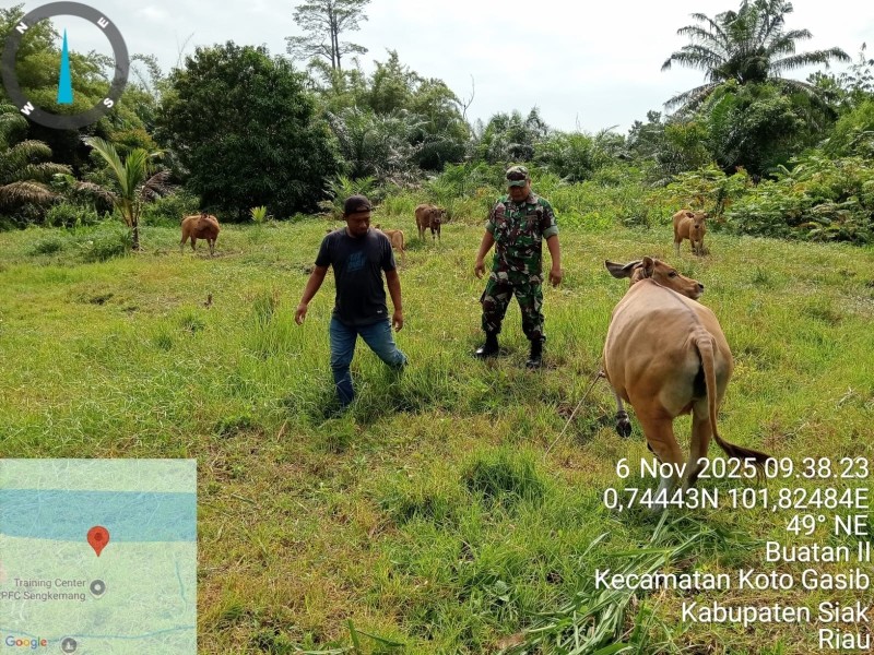 Babinsa Koramil 04/Perawang Pelda Syafri Pastikan Hewan Ternak di Buatan Dua Aman dari PMK