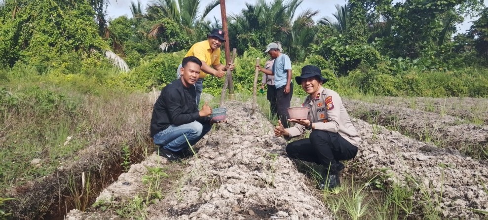 Penanaman Jagung Pipil di Desa Gogok Darussalam, Kolaborasi Polsek Tebing Tinggi Barat dan Kelompok Tani wujudkan ketahanan pangan nasional