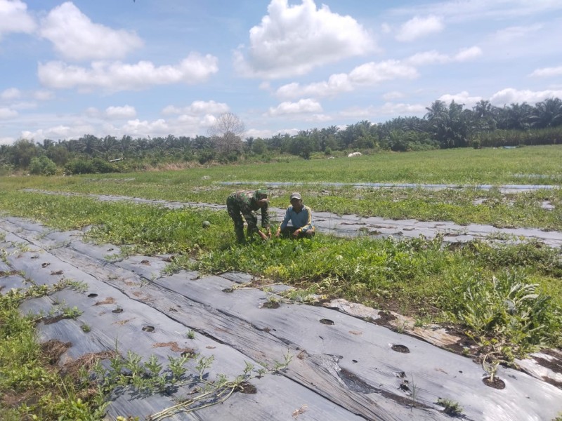 Babinsa Koramil 03 Sungai Sembilan Dampingi Budidaya Semangka Sekaligus Cegah Karhutla