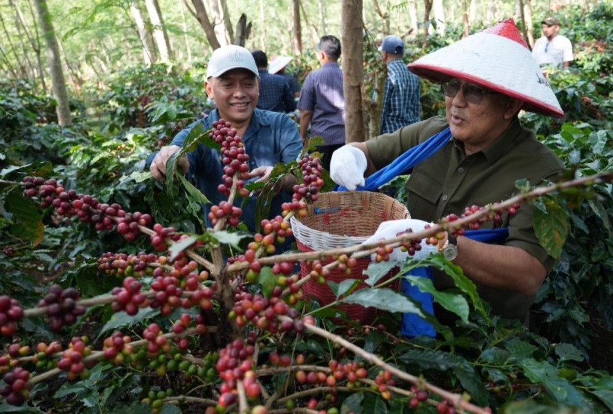 Arabika Ijen Melaju, Replanting Masif Dongkrak Daya Saing Kopi Nasional