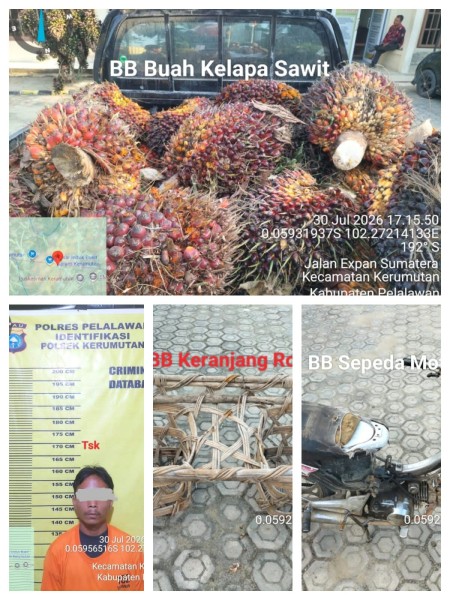 Curi 570 Kilogram TBS di PT Gandaerah Hendana, Buruh Tani Dibekuk Polsek Kerumutan