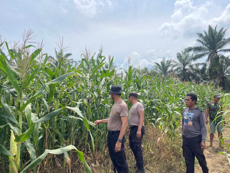 Kapolsek Pangkalan Kuras Cek Progres Jagung ketahanan pangan 12 Hektar di Sialang Indah, Hasil Kuartal I Tumbuh Subur