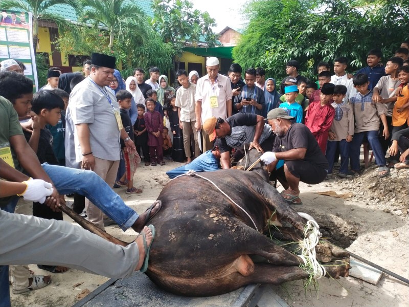 Keluarga Besar IKPS Kota  Dumai Kurban 15 Ekor Sapi Berbobot 1/2 Ton