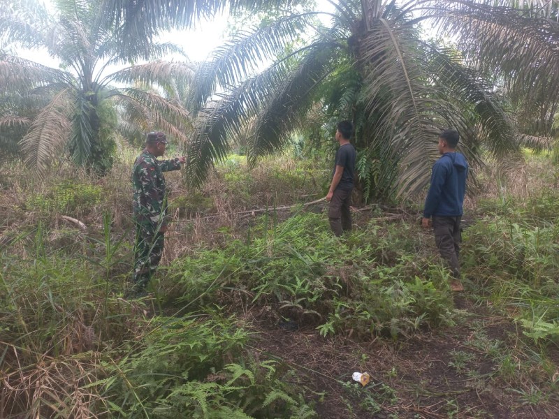 Babinsa Koramil 04/Perawang Gelar Patroli Karhutla di Pinang Sebatang Barat