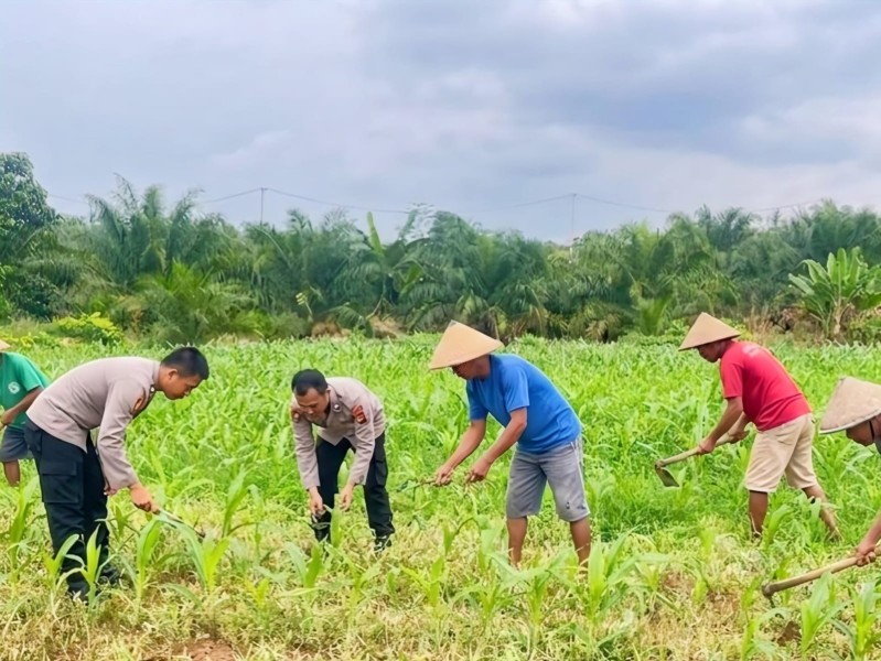Dukung Ketahanan Pangan Nasional, Polres Rokan Hulu Cek Perkembangan Tanaman Jagung di Lahan 6 Hektare