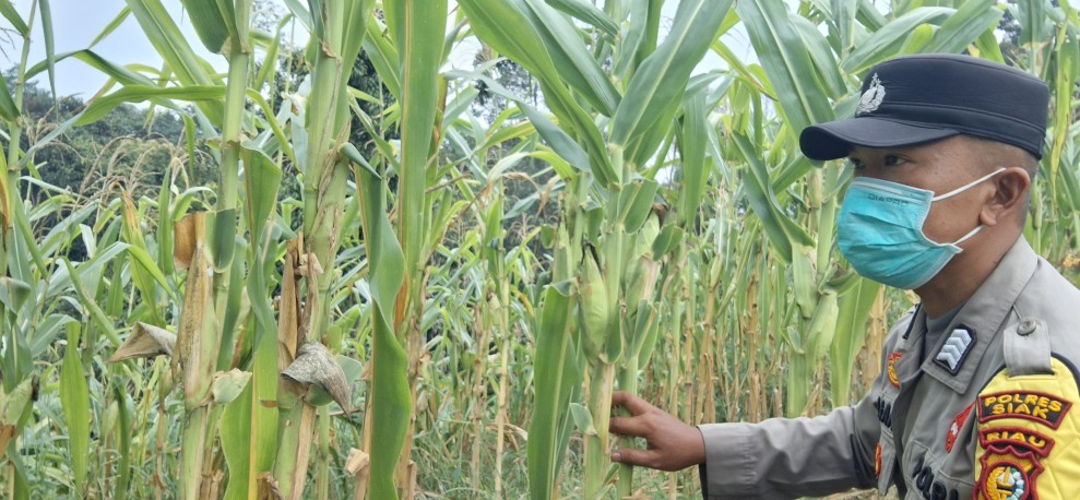 Kapolsek Minas Pastikan Program Ketahanan Pangan Nasional Berjalan, Tanaman Jagung di Minas Jaya Masuk Usia 82 Hari
