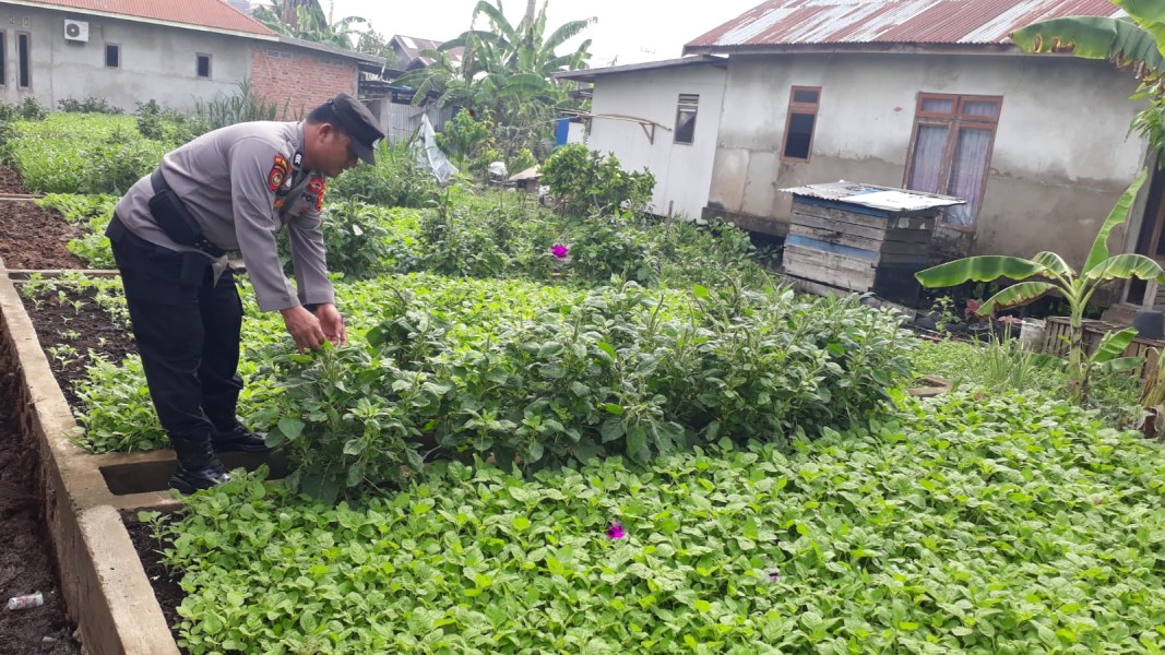Polsek KSKP Inhil Turun ke Lahan, Kebun Bayam Jadi Gerakan Nyata Jaga Ketahanan Pangan
