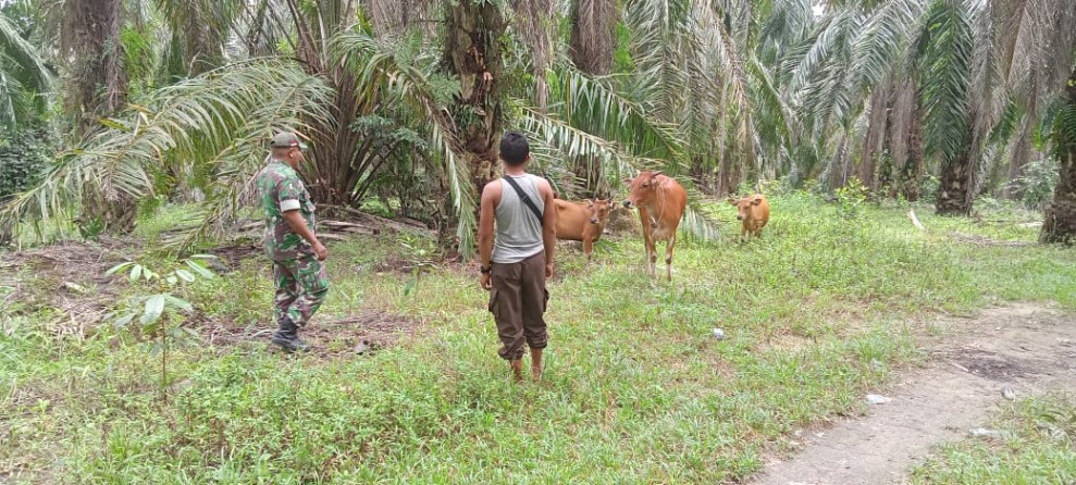Babinsa Koramil 04/Perawang Bersama Tim URC Laksanakan Surveilance PMK di Koto Gasib, Hasil Negatif