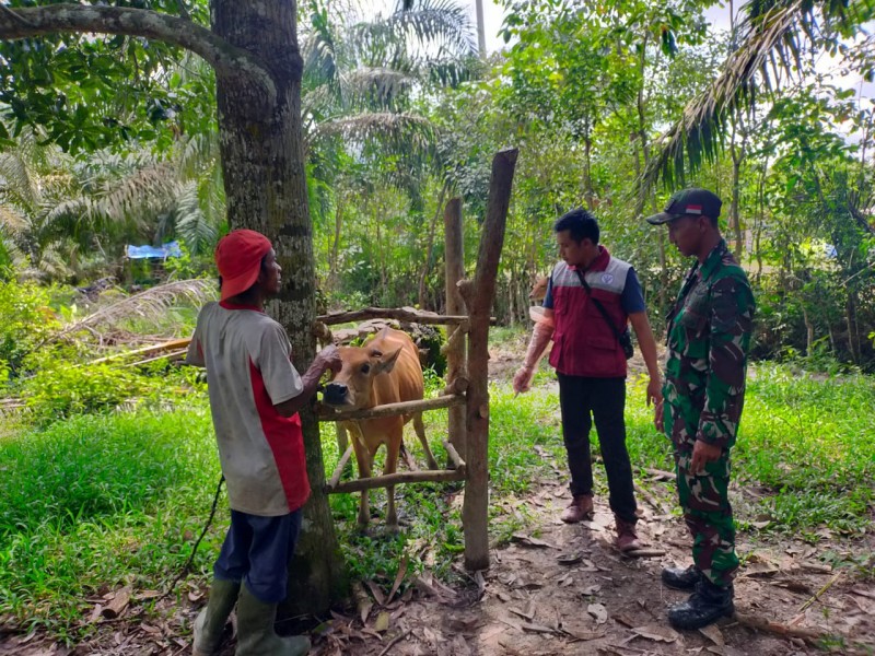 Babinsa Sertu Joko Purnomo Sosialisasikan Pencegahan PMK di Kampung Bencah Umbai, Siak