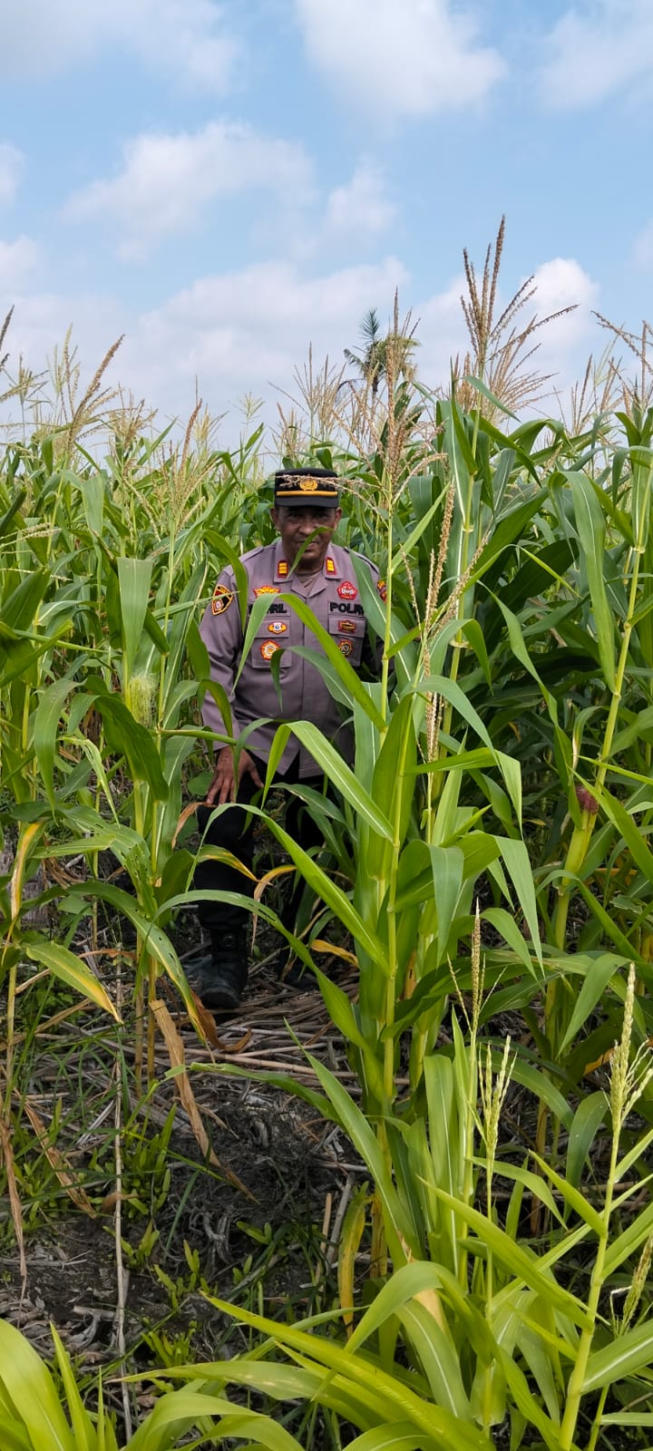 AKP Syahril Pimpin Pengecekan Tanaman Jagung Seluas 2 Hektare