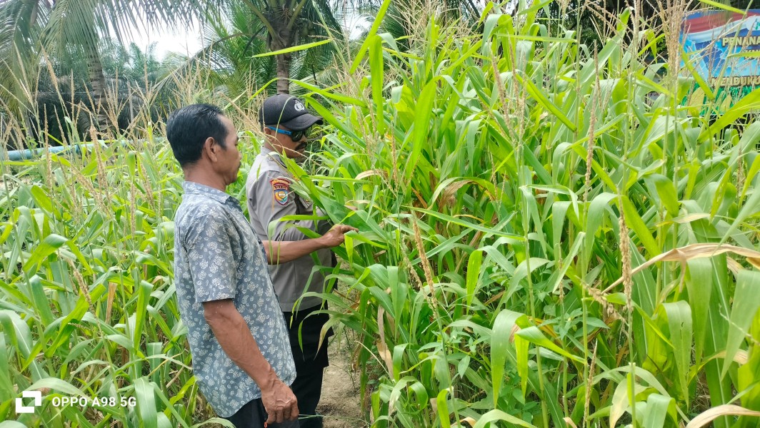 Polsek Minas Rutin Cek Perkembangan Program Ketahanan Pangan Nasional Berupa Tanaman Jagung Pipi, Kali Ini di Minas Jaya